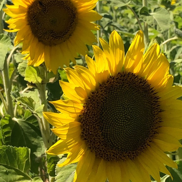 Meet your Posher, Lauren - Picture 1 of 1